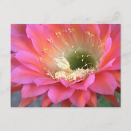 Postal Flor de cactus rosado en el desierto