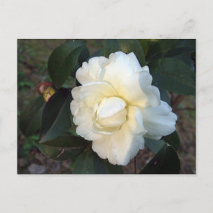 Postal flor de camelia blanca