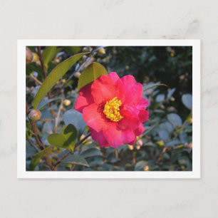 Postal flor de camelia roja