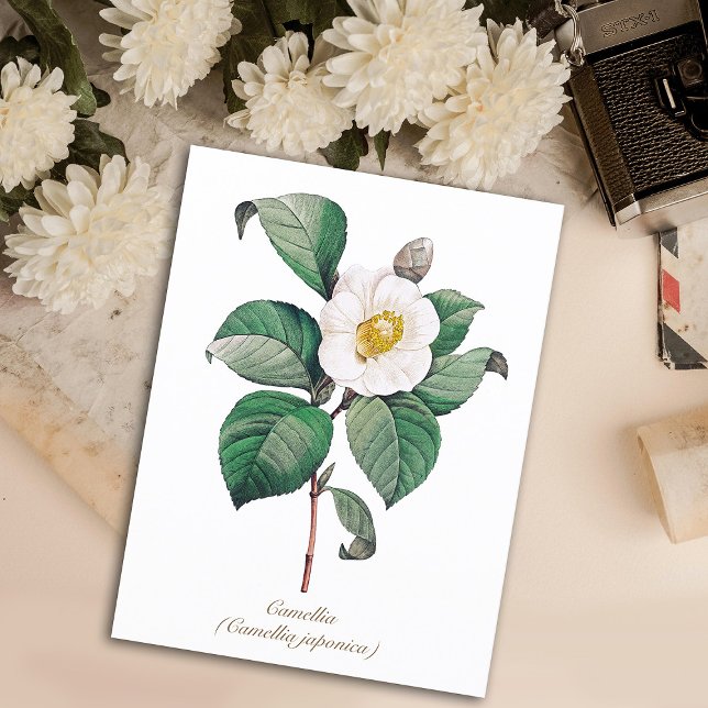 Postal Flor de Camellia Blanca Botánica Vintage (Subido por el creador)