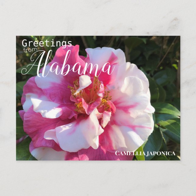 Postal Flor de camellia de Alabama (Anverso)