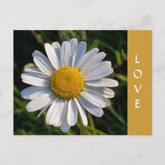 POSTAL FLOR DE CAMPO (Anverso)