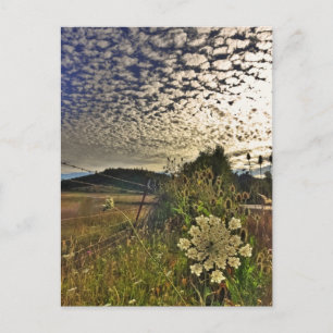 Postal Flor de campo