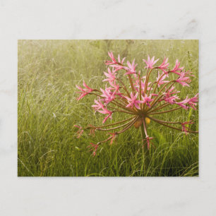 Postal Flor de candelabra (Brunsvigia Radulosa)
