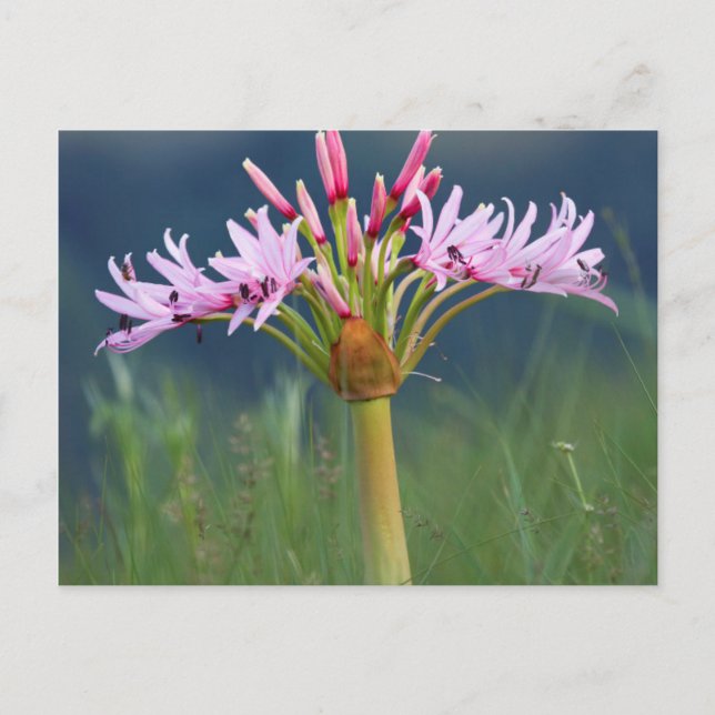 Postal Flor de Candelabra (Brunsvigia Radulosa), Umgeni (Anverso)