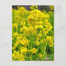 Postal Flor de canola [postal]