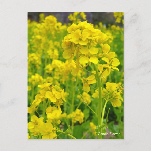 Postal Flor de Canola [Tarjeta Postal] (Anverso)