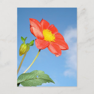 Postal Flor de capullo de fresa roja única