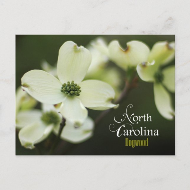 Postal Flor de Carolina del Norte: Dogwood florida (Anverso)