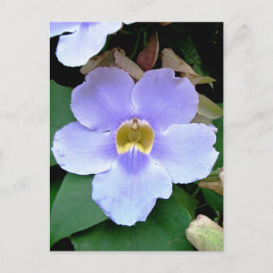 Postal Flor de carretera, Placencia, Belice