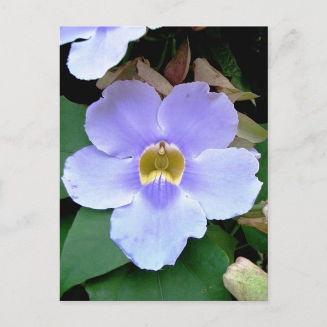Postal Flor de carretera, Placencia, Belice (Anverso)
