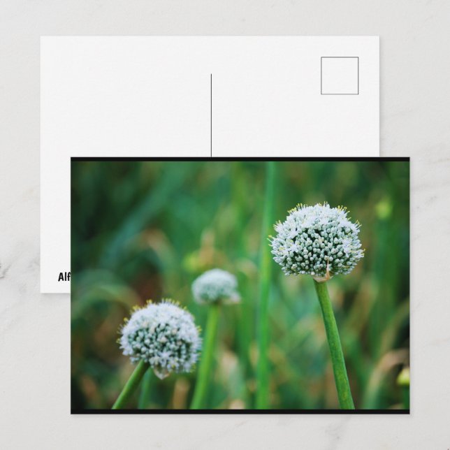 Postal Flor de Cebolla Silvestre (Anverso / Reverso)