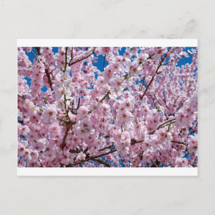 Postal Flor de cereza japonesa