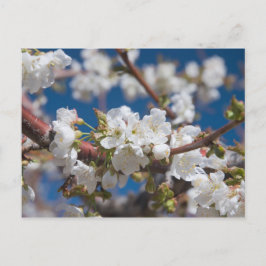 Postal Flor de cerezo