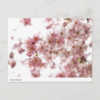 Postal flor de cerezo