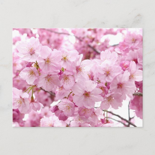 Postal Flor de cerezo (Anverso)