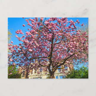 Postal Flor de cerezo 