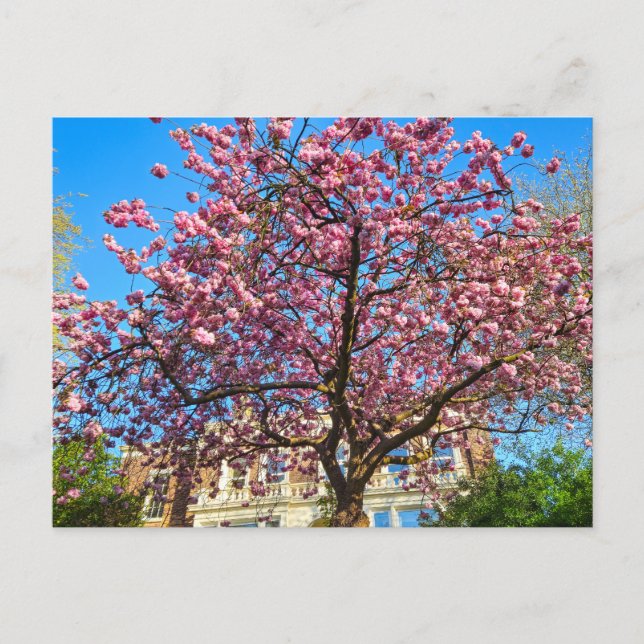 Postal Flor de cerezo  (Anverso)