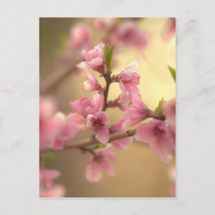 Postal Flor de cerezo