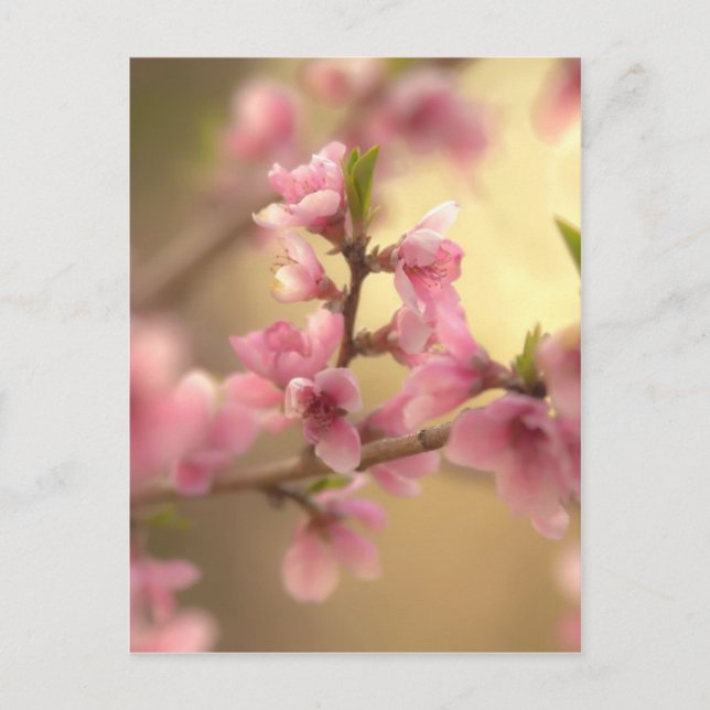 Postal Flor de cerezo (Anverso)
