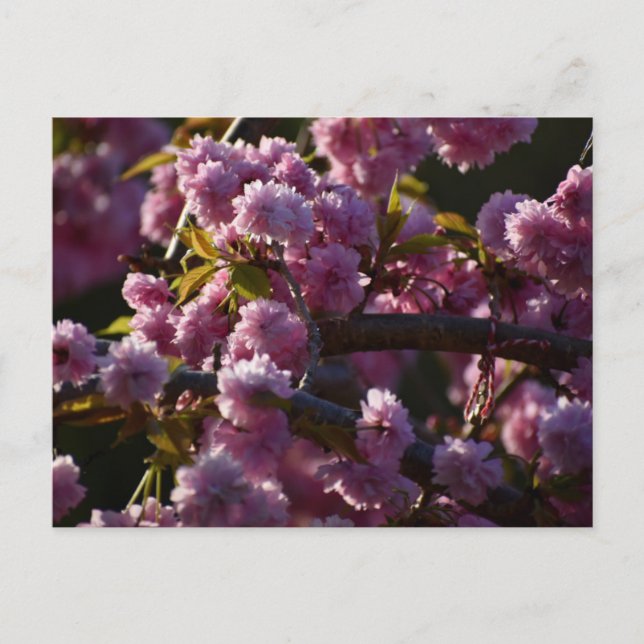 Postal Flor de cerezo  (Anverso)