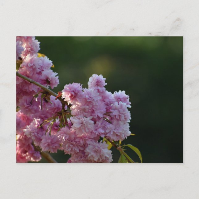 Postal Flor de cerezo  (Anverso)