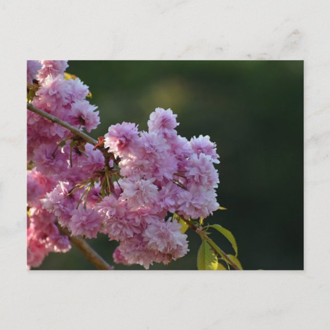 Postal Flor de cerezo  (Anverso)