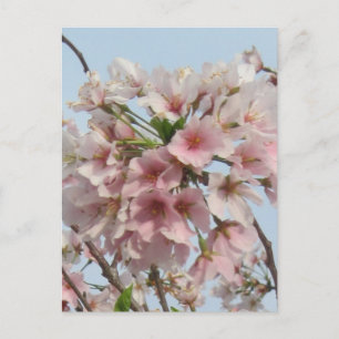 Postal Flor de cerezo