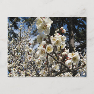 Postal Flor de cerezo blanco / サ・(桜) Sakura/Sakura de cer