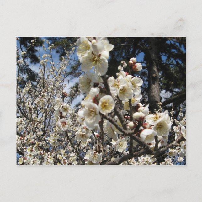 Postal Flor de cerezo blanco / サ・(桜) Sakura/Sakura de cer (Anverso)