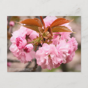 Postal Flor de cerezo doble "Kanzan":postal