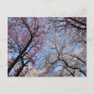 Postal Flor de cerezo: Japón
