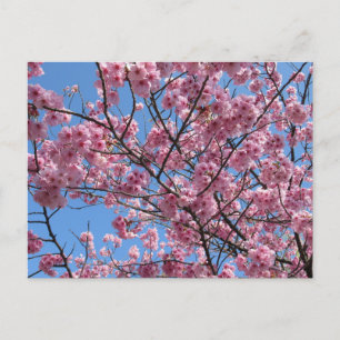 Postal Flor de cerezo: Japón