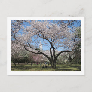 Postal Flor de Cerezo: Jardín Shinjuku Gyoen