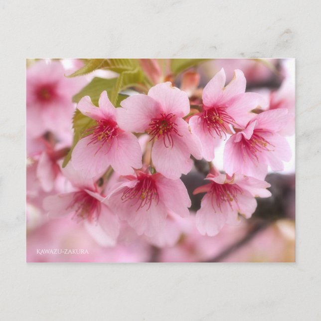 Postal Flor de cerezo "Kawazu-zakura" [postal] (Anverso)