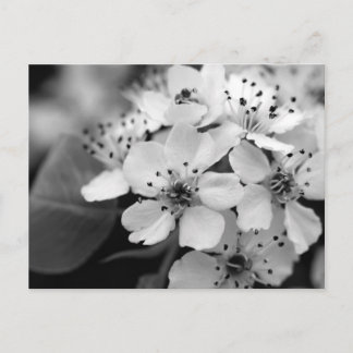 Postal Flor de cerezo negro y blanco