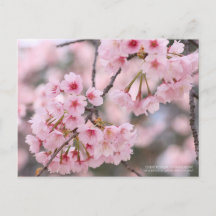 Flor de cerezo "Oh-kanzakura":Postcard