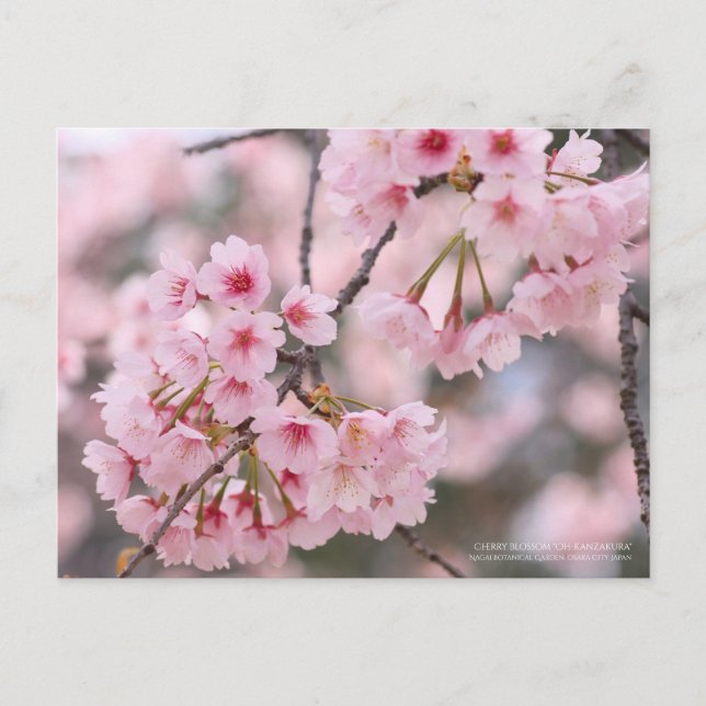 Postal Flor de cerezo "Oh-kanzakura":Postcard (Anverso)
