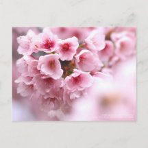 Flor de cerezo "Oh-kanzakura":Postcard