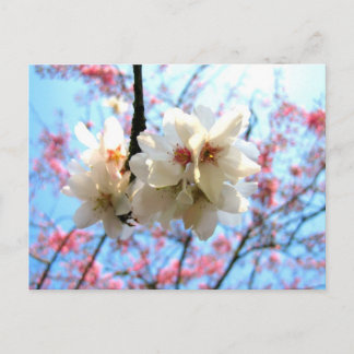 Postal Flor de cerezo - Postcard