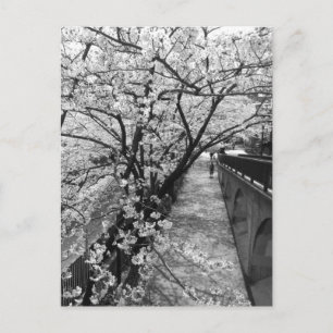 Postal Flor de cerezo: río Meguro, Tokio