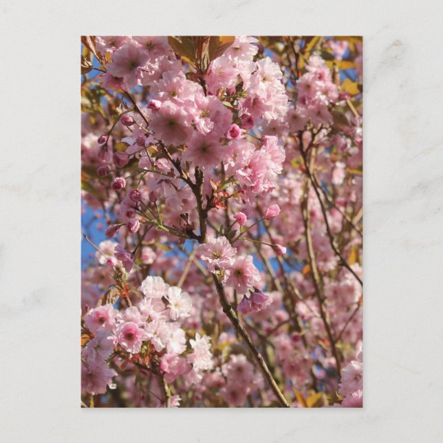 Postal Flor de cerezo rosa de primavera (Anverso)
