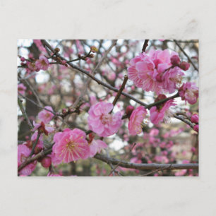 Postal Flor de cerezo rosa / Sakura / サクラ（桜）