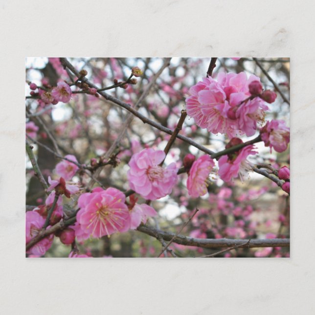 Postal Flor de cerezo rosado / Sakura サ・(桜). (Anverso)
