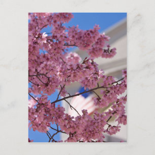 Postal Flor de Cerezo Sakura Americana