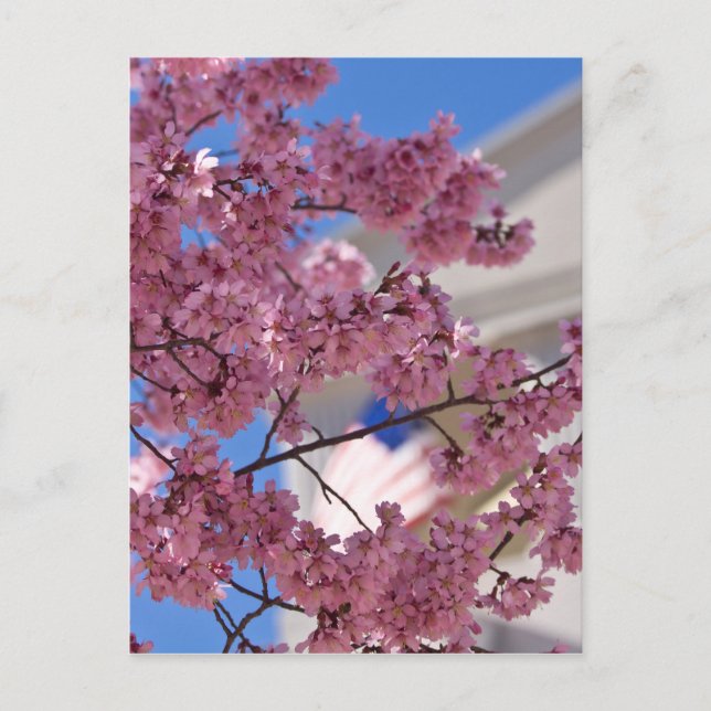 Postal Flor de Cerezo Sakura Americana (Anverso)