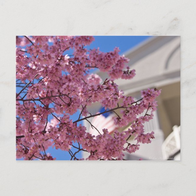 Postal Flor de Cerezo Sakura Americana (Anverso)