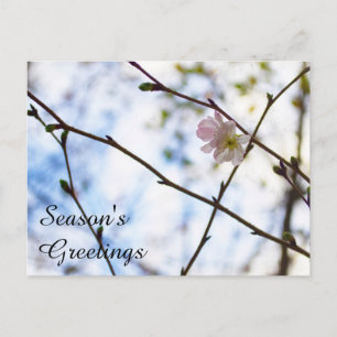 Postal Flor de cerezo Sakura en una rama