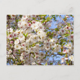 Postal Flor de Cerezo Sakura Japón Kyoto