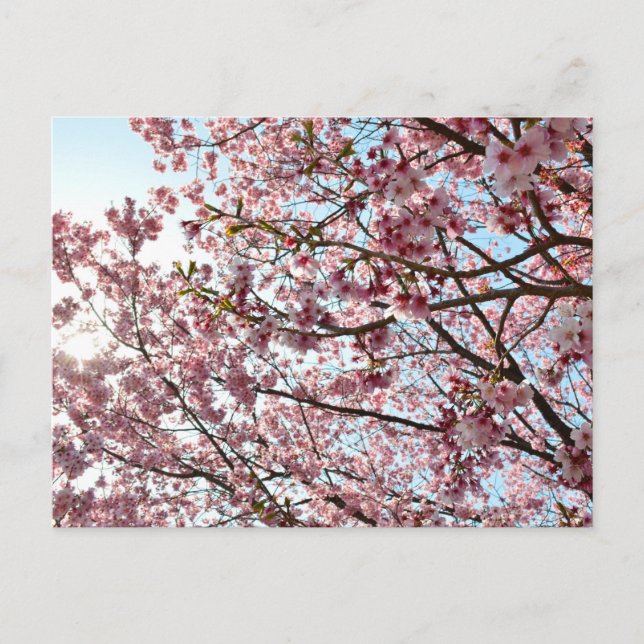 Postal Flor de cerezo: Tokio, Japón (Anverso)
